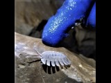 شناخت و ثبت آثار زیستی و بیولوژیکی در نقشه برداری غارها biology-cave-symbols