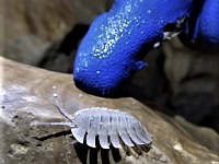 شناخت و ثبت آثار زیستی و بیولوژیکی در نقشه برداری غارها biology-cave-symbols
